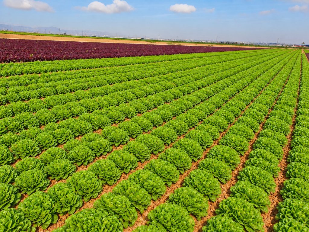 Cultivo de lechugas en las fincas de Terra Verde Natural en el Campo de Cartagena